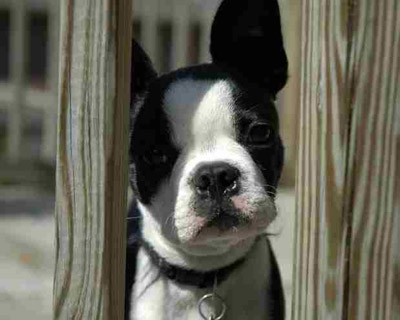 bostonterriersmall.jpg