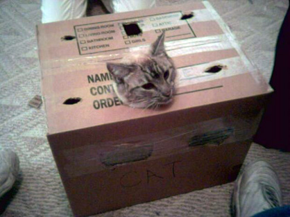 95389_Cat-Stuck-in-Moving-Box_620